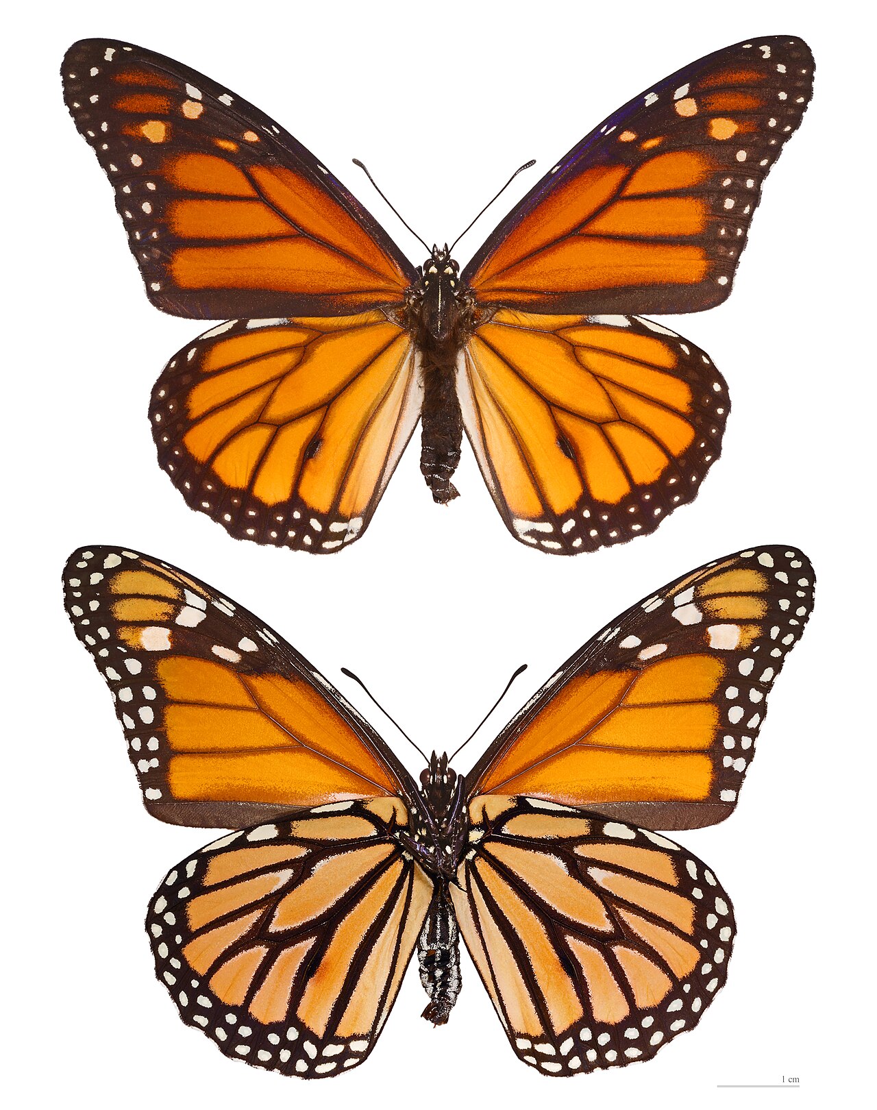 Anderson Cooper Witnesses Monarch Butterfly Migration