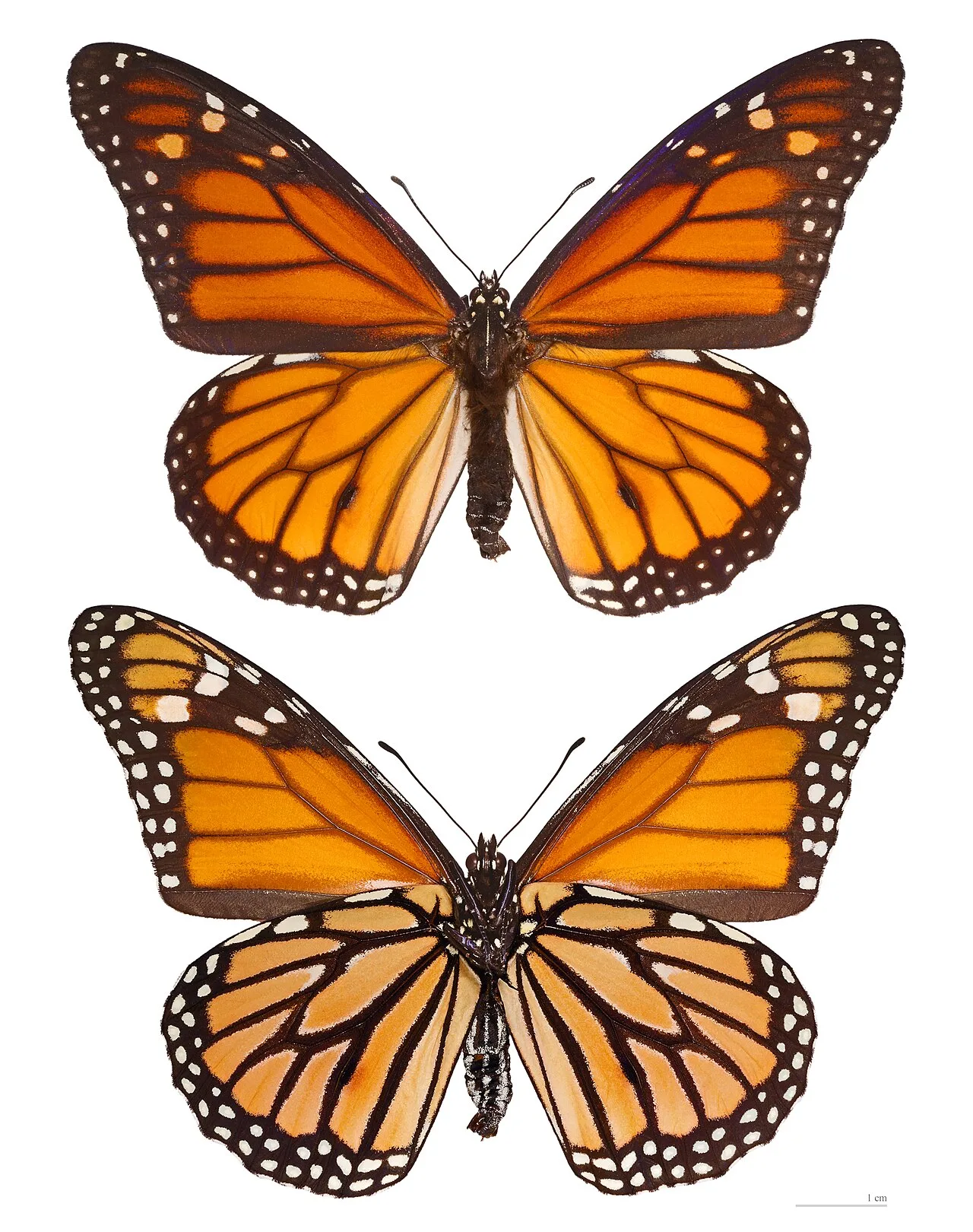 Anderson Cooper Witnesses Monarch Butterfly Migration