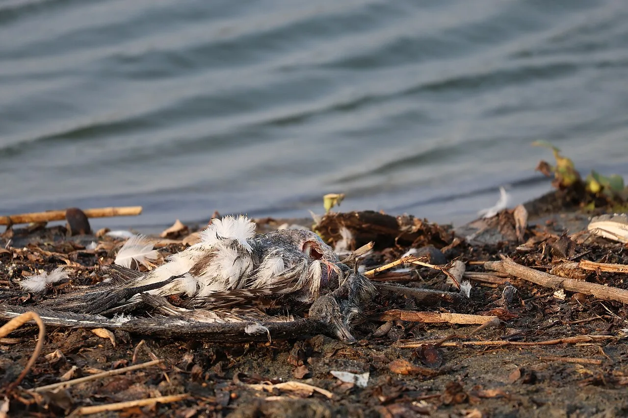 Australia Bird Flu Outbreak