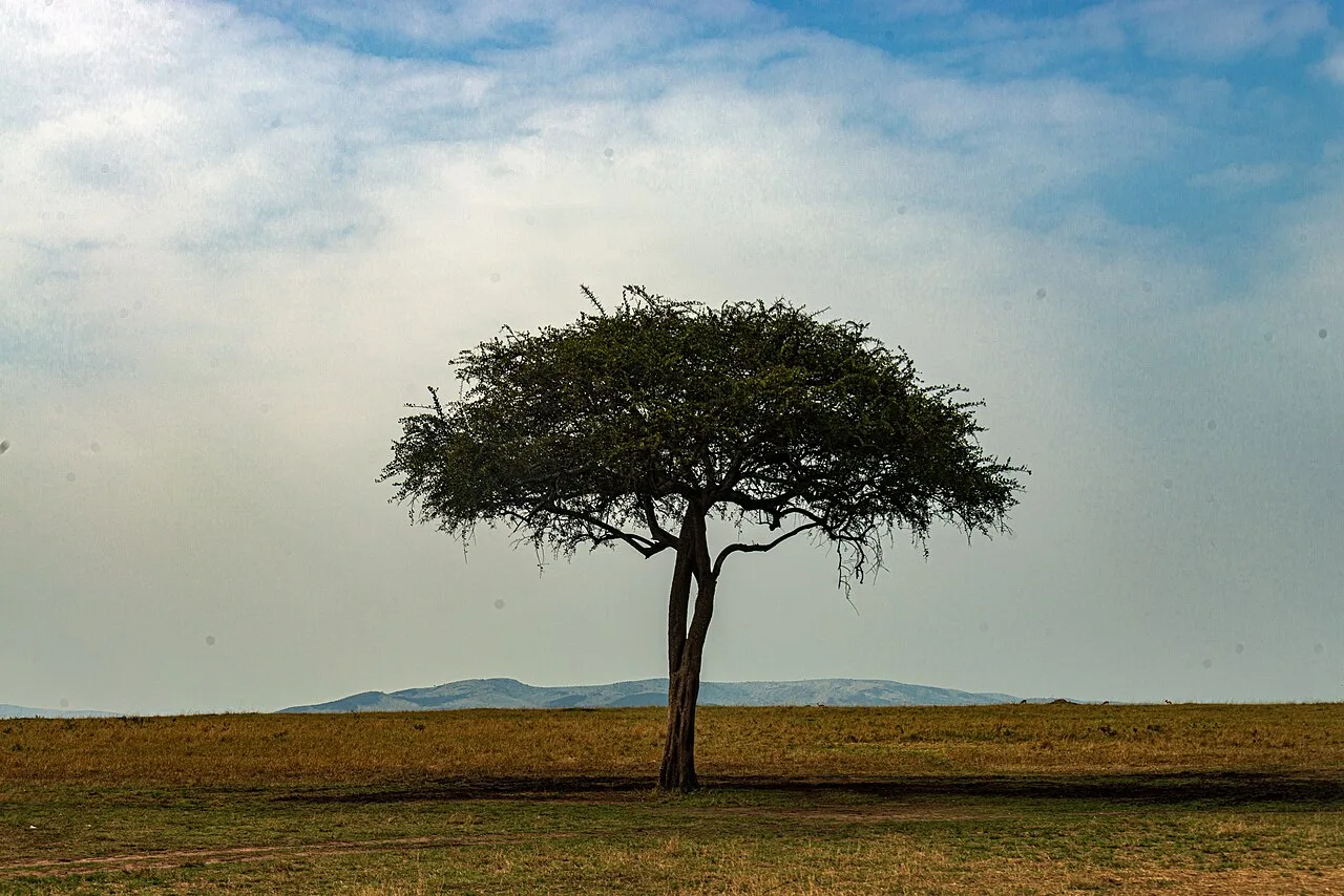 Battle for Maasai Mara