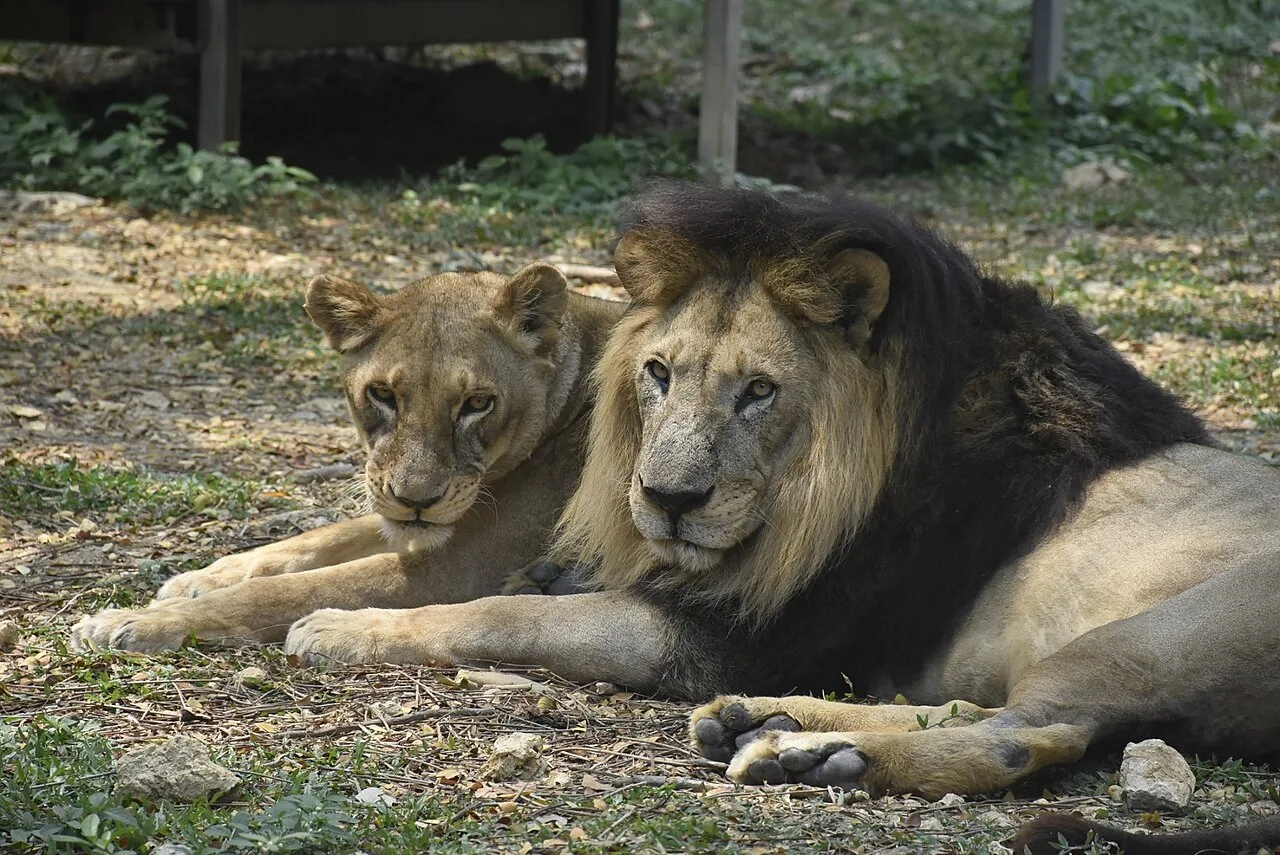 Tokyo Zoo Lions Die of Heatstroke